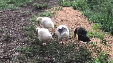 Windy day with the Geese