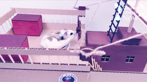 Hamster attraction