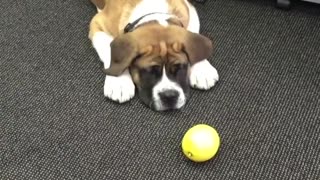 Brown dog playing with lemon