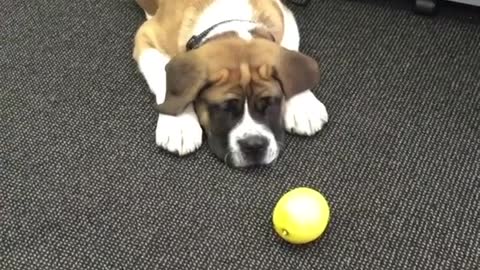 Brown dog playing with lemon