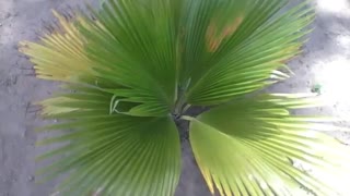 Small fan palm in the park, it is a beautiful plant to admire [Nature & Animals]