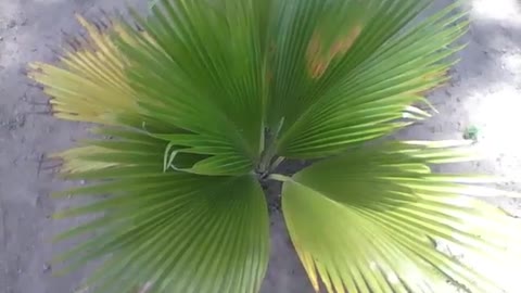 Small fan palm in the park, it is a beautiful plant to admire [Nature & Animals]