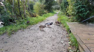 Ducks at the pond