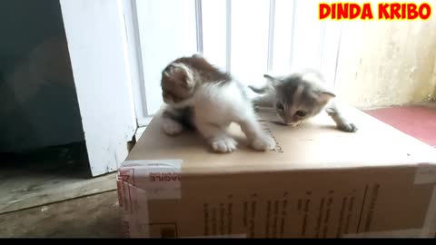 Si meong kucing lucu banget - FUNNY CATS AND KITTENS MEOWING