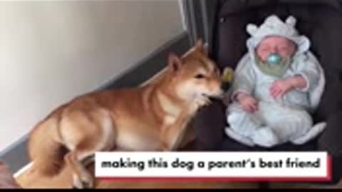 dogs love babies rocking them to sleep