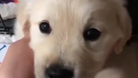 Cute Doggy