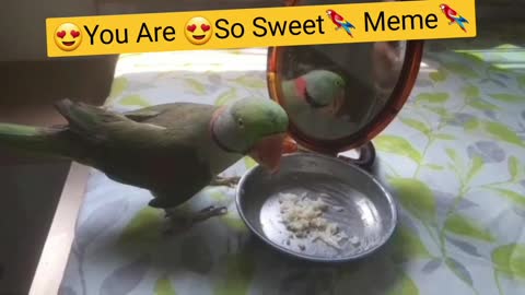 FUNNY PARROT LOOKING AT ITS REFLECTION IN THE MIRROR