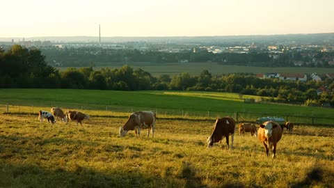 Cow's eating the grass| 🐄🐂🐄🐮🐂 video