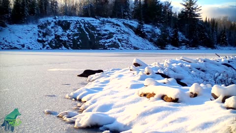 A beautiful beaver dam in the northern Minnesota.