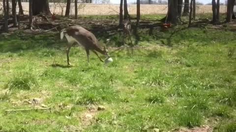 Trooper Deer plays ball