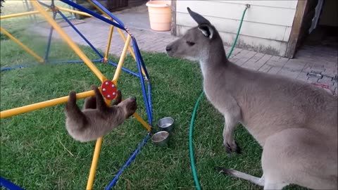 Baby Sloth video