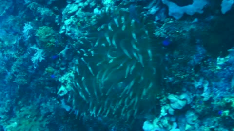 NO SOUND - Reef fishes in Panglao Island Bohol Philippines