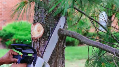 DC Tree Service - (254) 223-5255