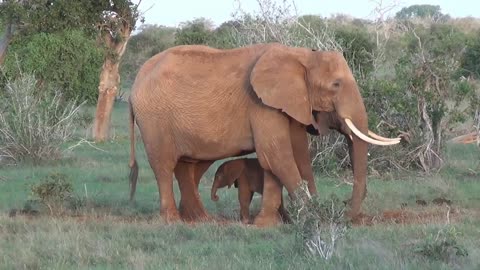 Wild Elephant giving birth to baby
