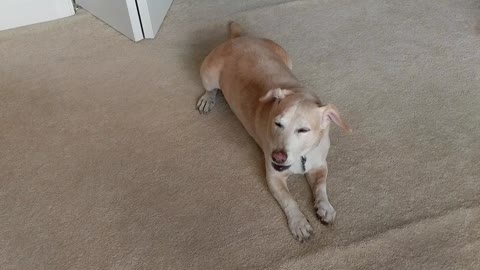 Brown dog howling while laying on carpet