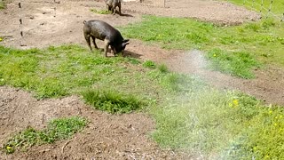 pig playing with water 5/16/2021