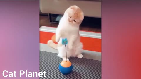Video compilation of cute kittens playing