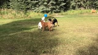 Dogs woods play balloon