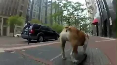 Animals action as human