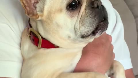Excited French Bulldog Makes Hilarious Screaming Sounds