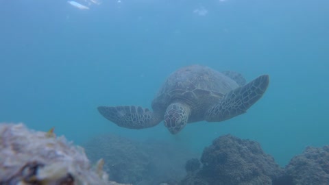 The moment when the adult green turtle eats algae