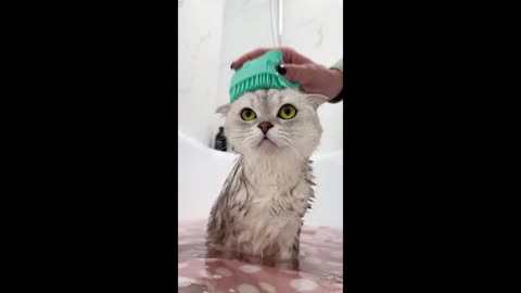 Kitty Spa Day