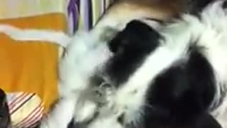 friendly kitten and dog