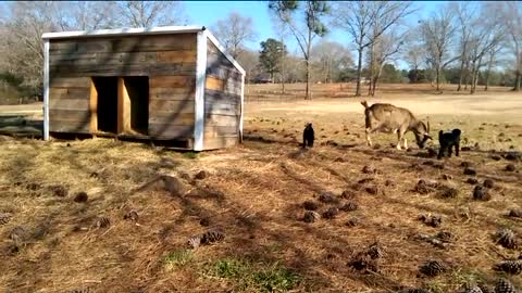 You Have Goats to Have Kids to Make You Laugh! :)