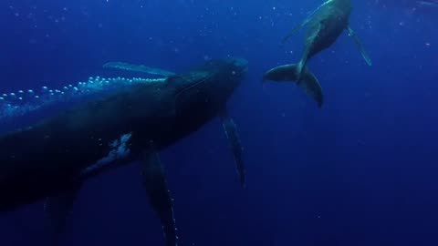 Humpback Whales 🤿❣️🐋