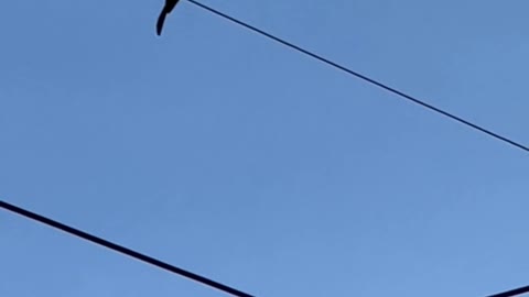 How do birds sit on high-voltage power lines without getting electrocuted?