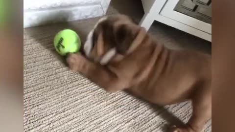 English BullDogs 🐶 Funny and Cute English Bulldog Doing Funny Things # Animals