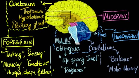 Brain_ Parts & functions (Fore, mid & hind) _ Control & Coordination _ Biology _ Khan Academ