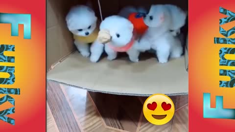 Cute Puppies Runing In Side The Box