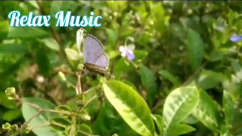 Beutiful stress relief music in 5 minutes,relax music,Peaceful Piano Music & Guitar Music