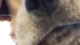 Super Cute Dog Face Time