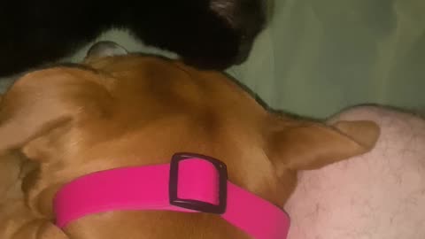 Nox thinks Roxy’s a tasty dog!