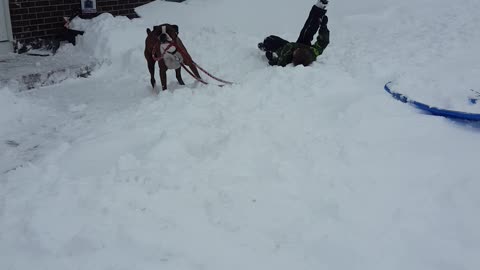Dog Steals His Own Leash From Little Boy To Play In Snow