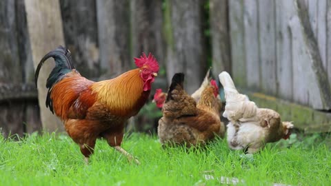 Cock Chicken Village Farm Polygamy Dacha Family 2021