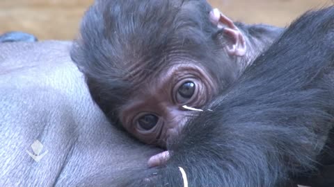 Gorilla Mother Love with Her Babies