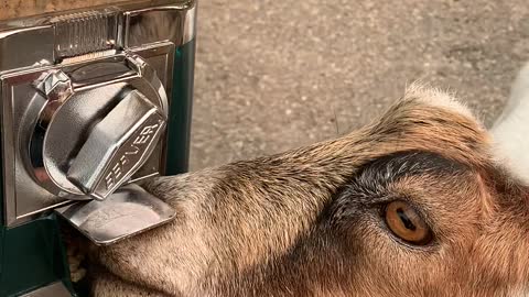 Smart Goat Turns Coin Mechanism for a Treat