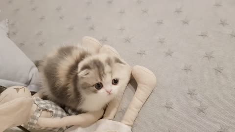 kitten videos with short legs