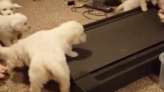 This litter of puppies really want to join in on the treadmill fun