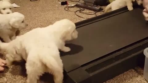 This litter of puppies really want to join in on the treadmill fun