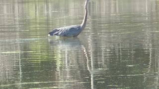 208 Toussaint Wildlife - Oak Harbor Ohio - Great Blue Heron Gets Shadowed