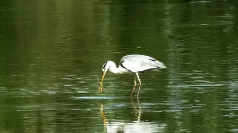 *beautiful gray heron*