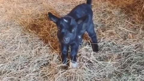 Twin Baby Goat Kids Got Hops