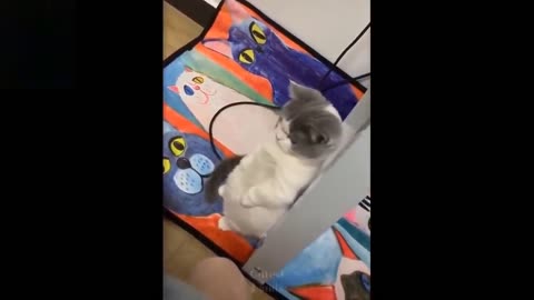 Cute And Funny Pets Try Not To Laugh To These Pets Compilation & always give you special emotions