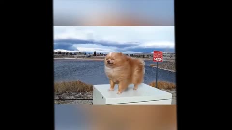 Cute dog😍 funny video clip