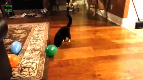 Funny cats play balloons compilation