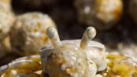 "Sandy Sculptor: The Tiny Crab creating Beach Art"